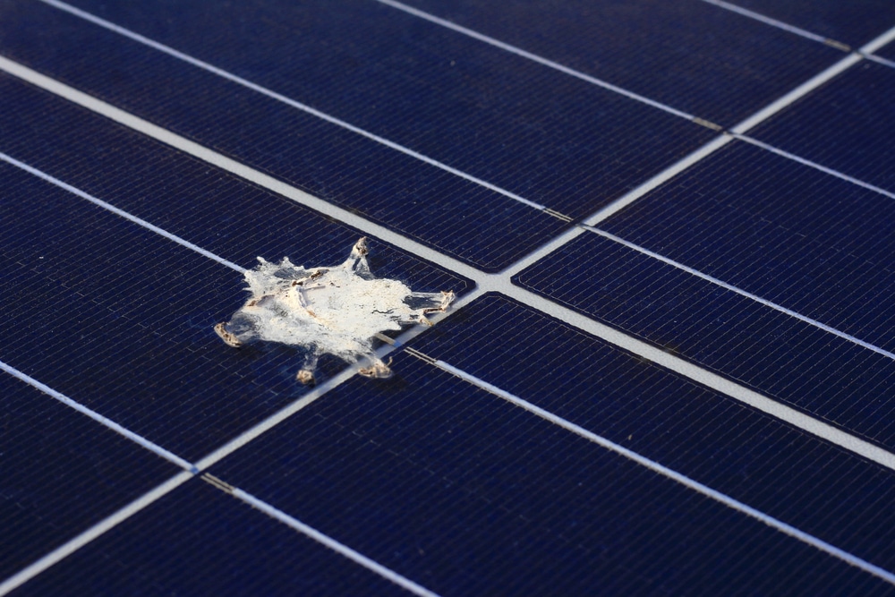 clean your solar panels